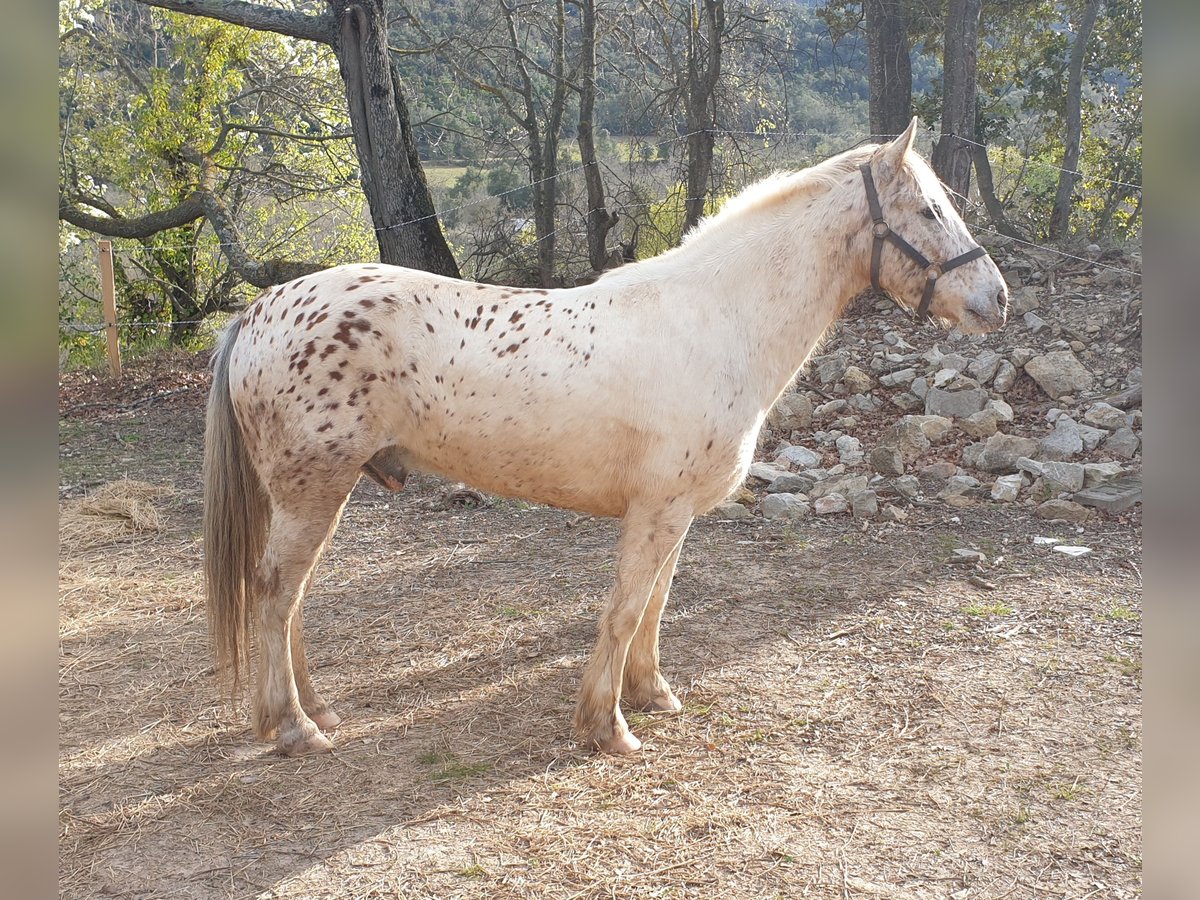 Welsh-D Mix Wallach 7 Jahre 140 cm in Vierherrenborn