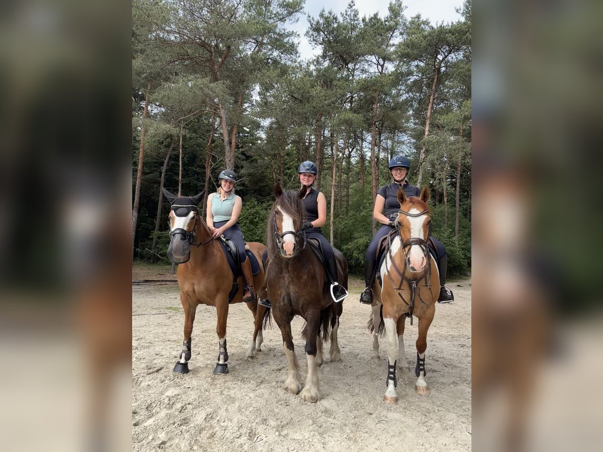 Welsh-D Mix Wallach 7 Jahre 146 cm Dunkelfuchs in Oberlangen