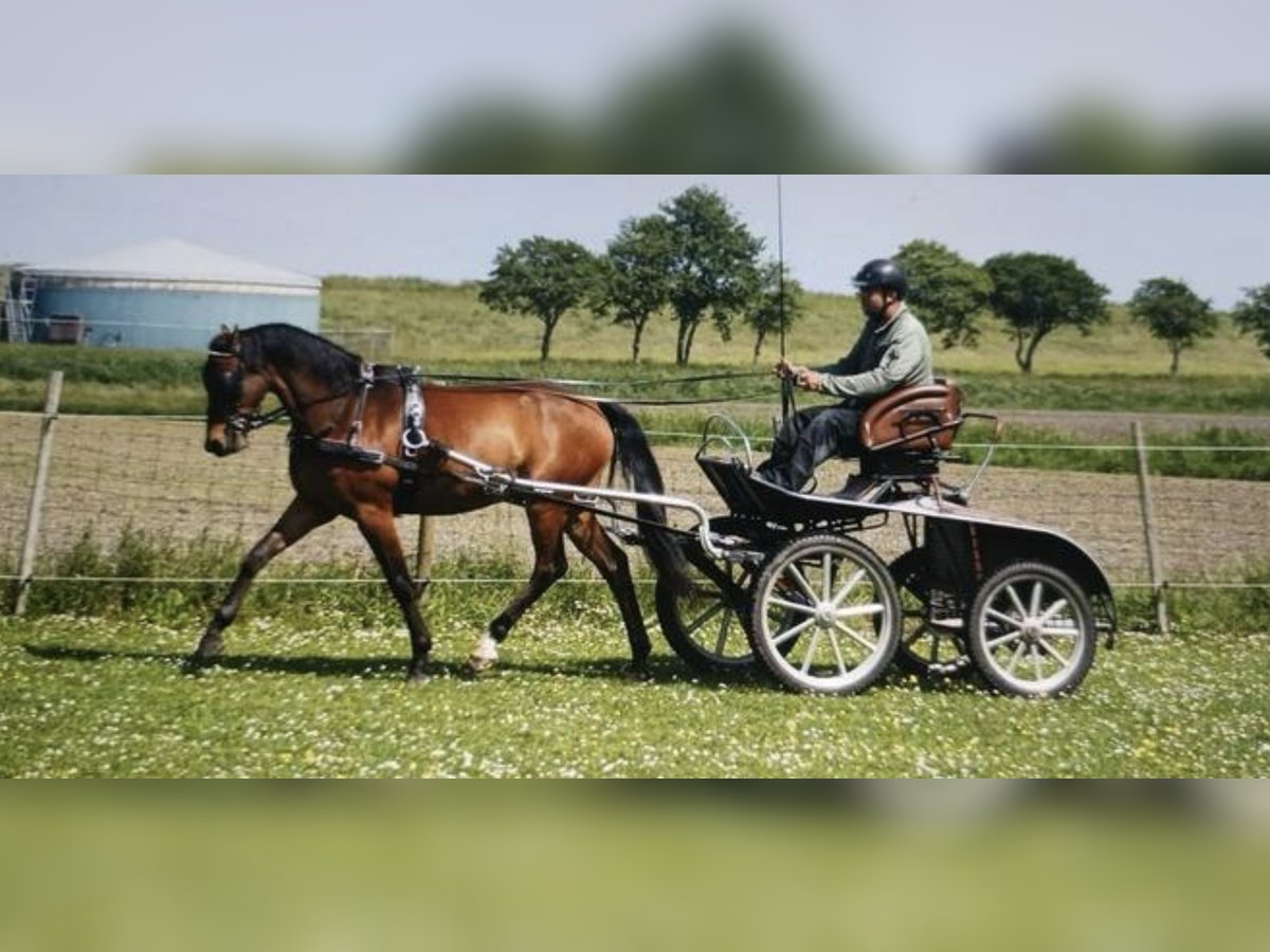 Welsh-D Wallach 7 Jahre 148 cm Brauner in Wieringerwerf