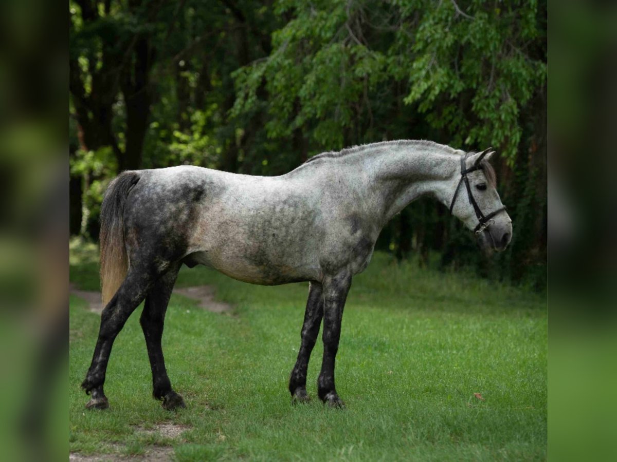 Welsh-D Wallach 8 Jahre 142 cm Schimmel in Pogeez