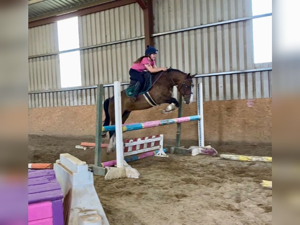 Welsh-D Wallach 9 Jahre 140 cm Rotbrauner in Sligo