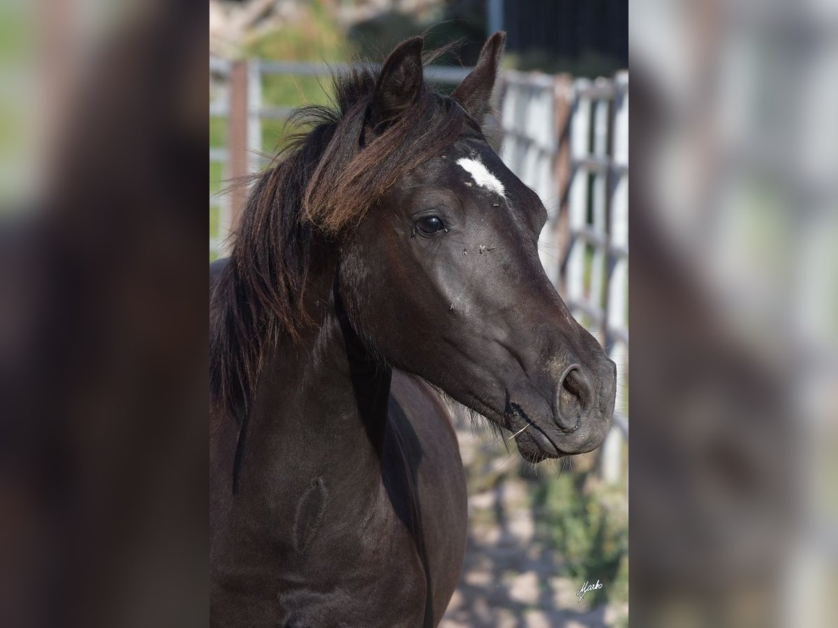 Welsh PB (delras) Hingst 1 år 135 cm Svart in Přeštice