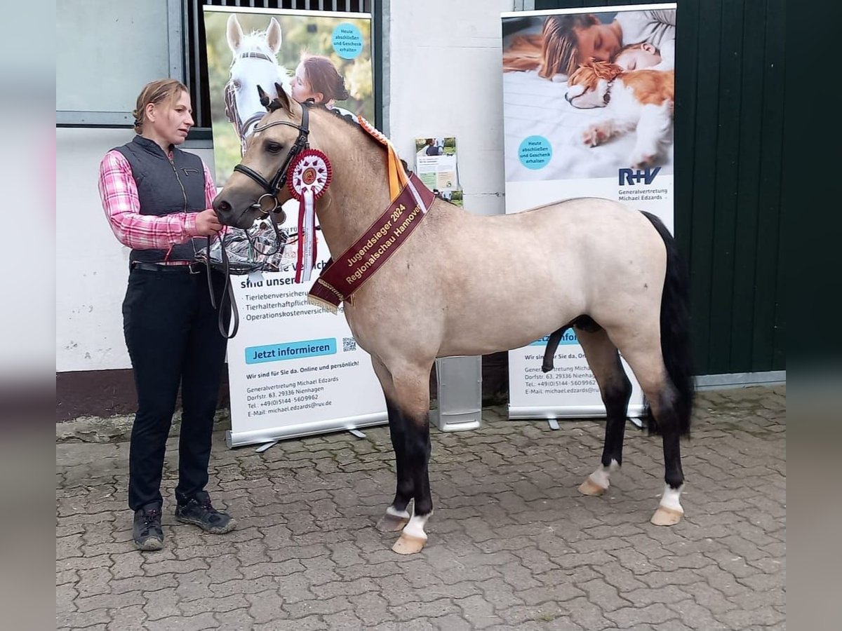 Welsh PB (delras) Hingst 2 år 127 cm Gulbrun in Gudendorf