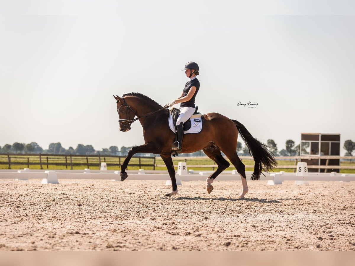 Welsh PB (delras) Hingst 2 år 135 cm Grå in Gieten