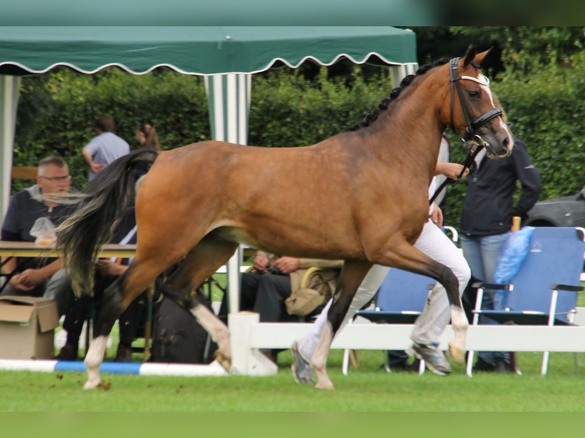 Welsh PB (delras) Sto 11 år 147 cm Brun in Haps