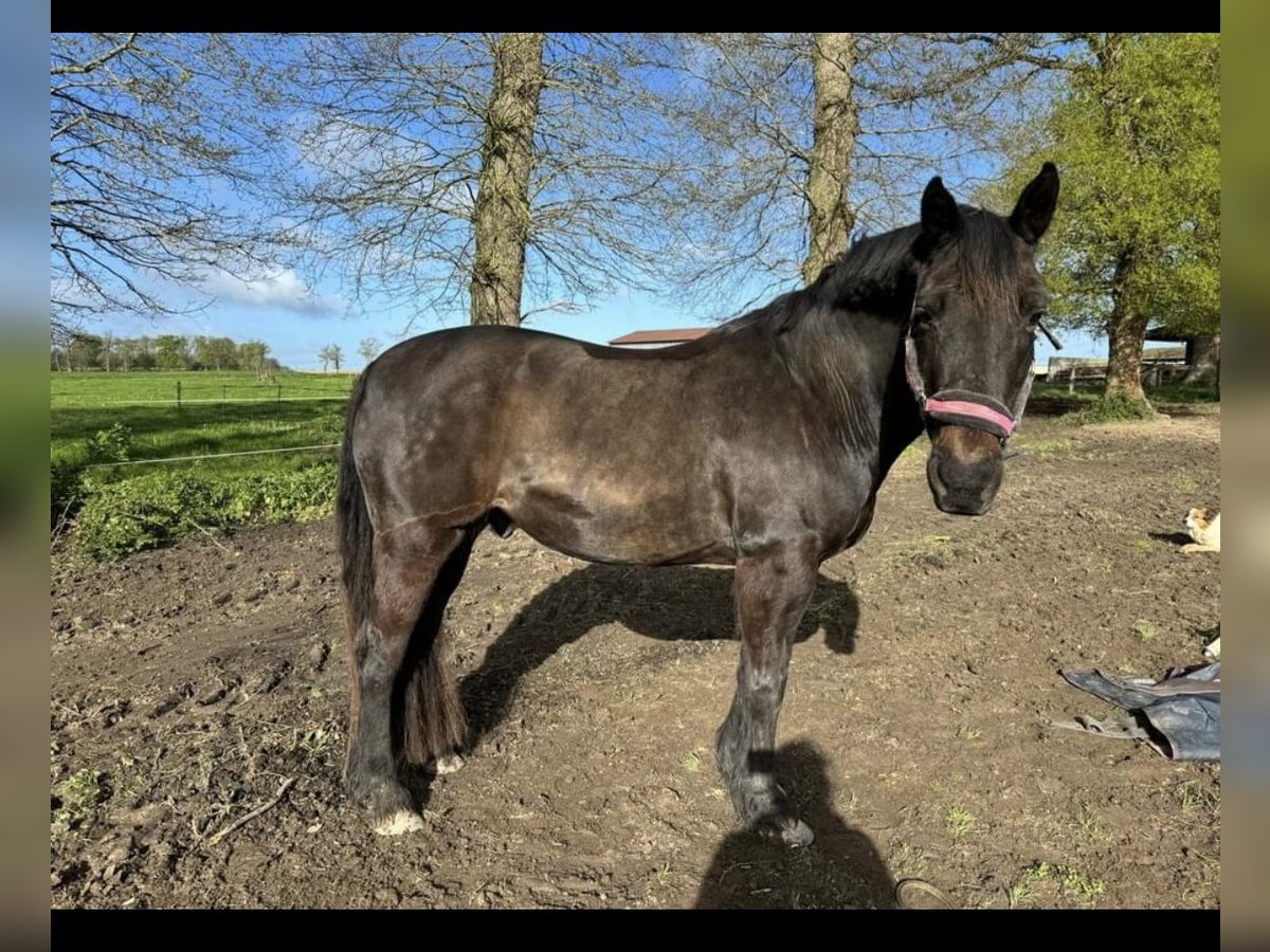 Welsh PB (delras) Valack 15 år 160 cm Rökfärgad svart in Azat Le Ris