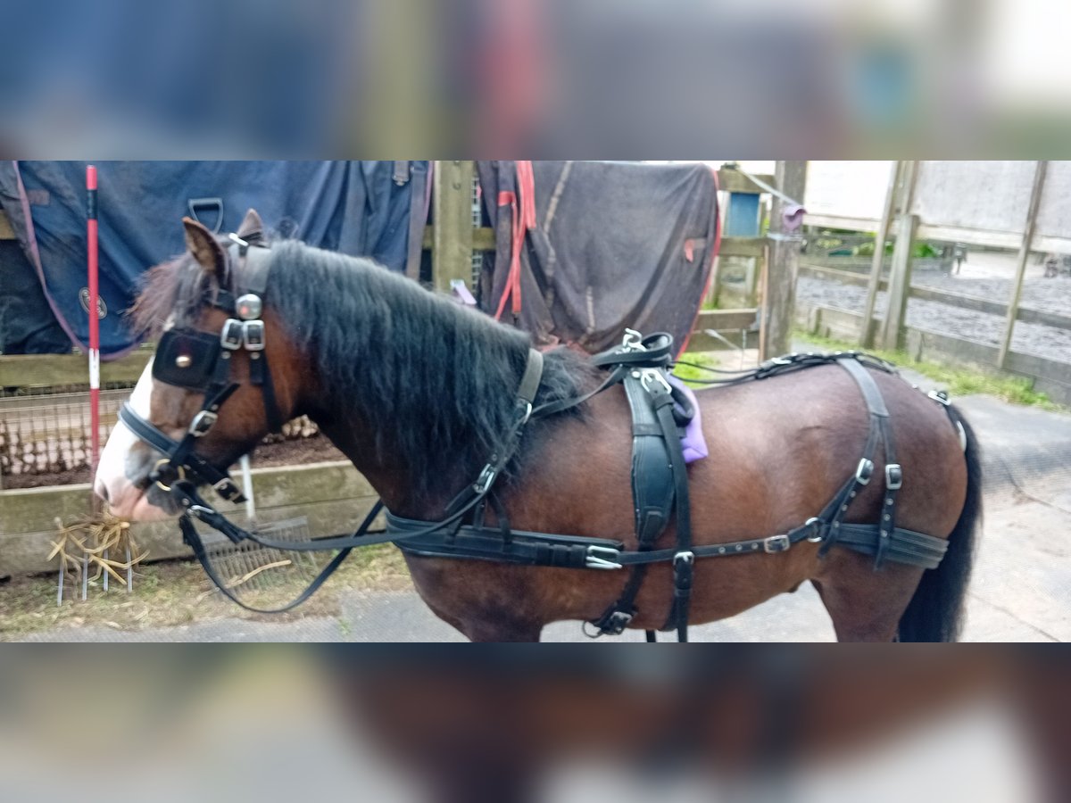 Welsh PB (delras) Valack 3 år 122 cm Mörkbrun in Kent