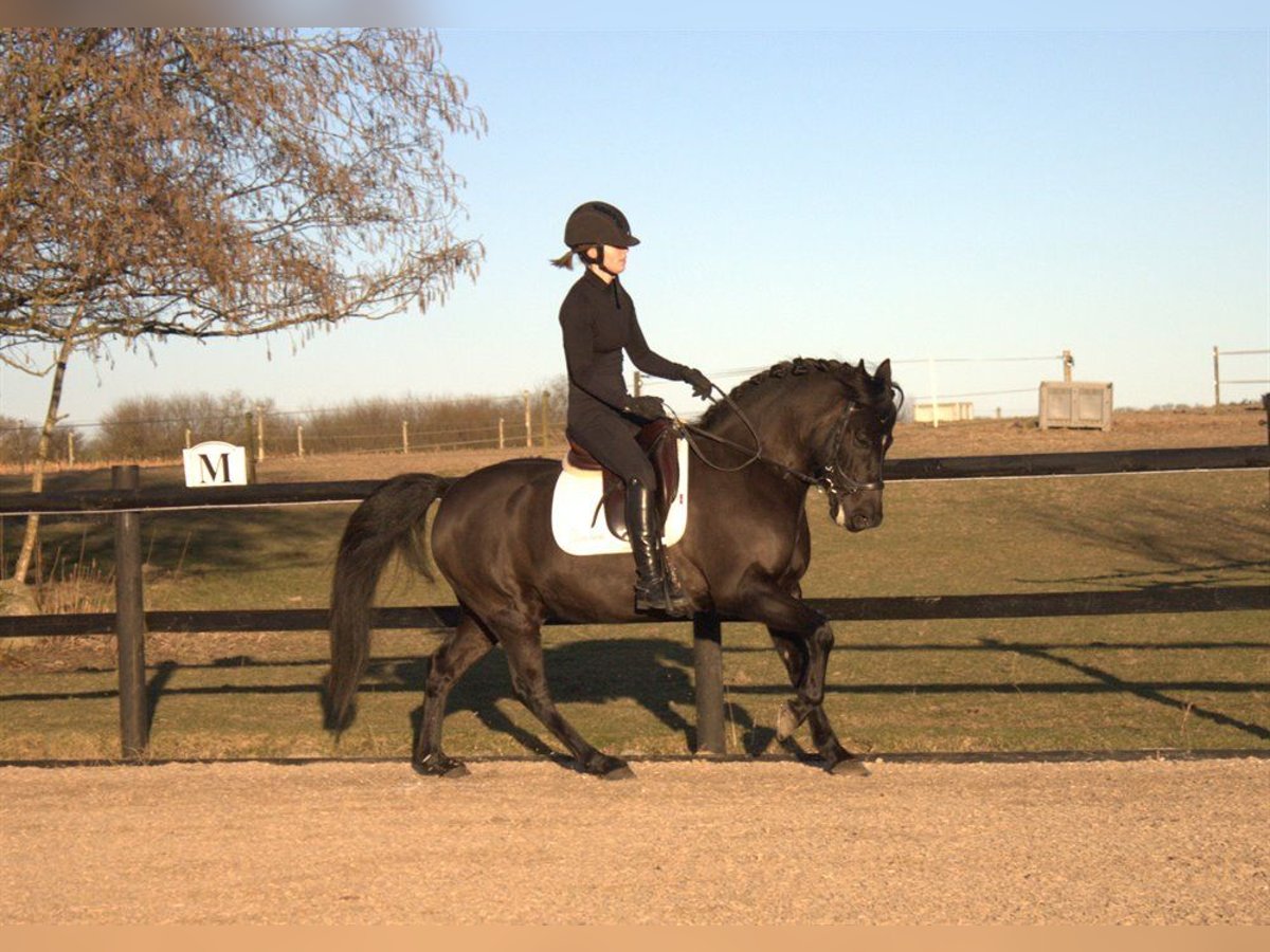 Welsh PB (Partbred) Mix Gelding 11 years 13,2 hh Black in Horsens