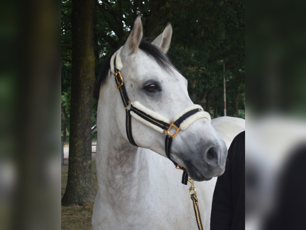 Welsh PB (Partbred) Gelding 14 years 15 hh Gray in Ingen