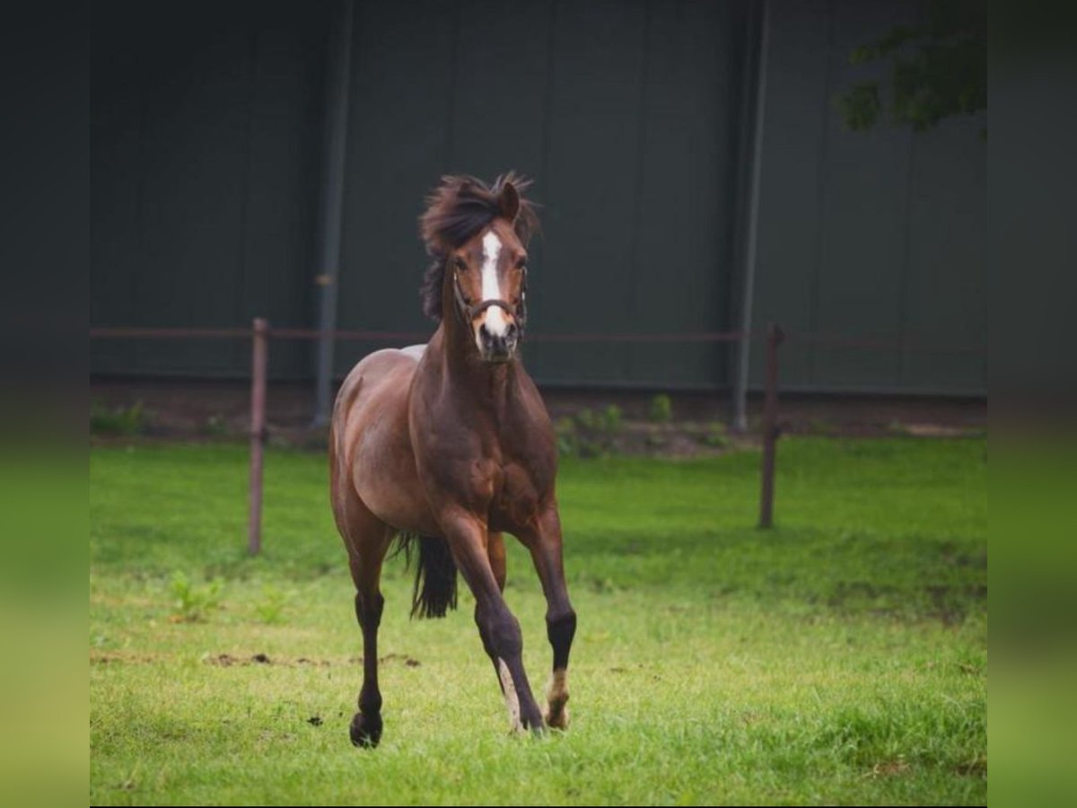 Welsh PB (Partbred) Gelding 17 years 15 hh Brown in Nieuw-Schoonebeek