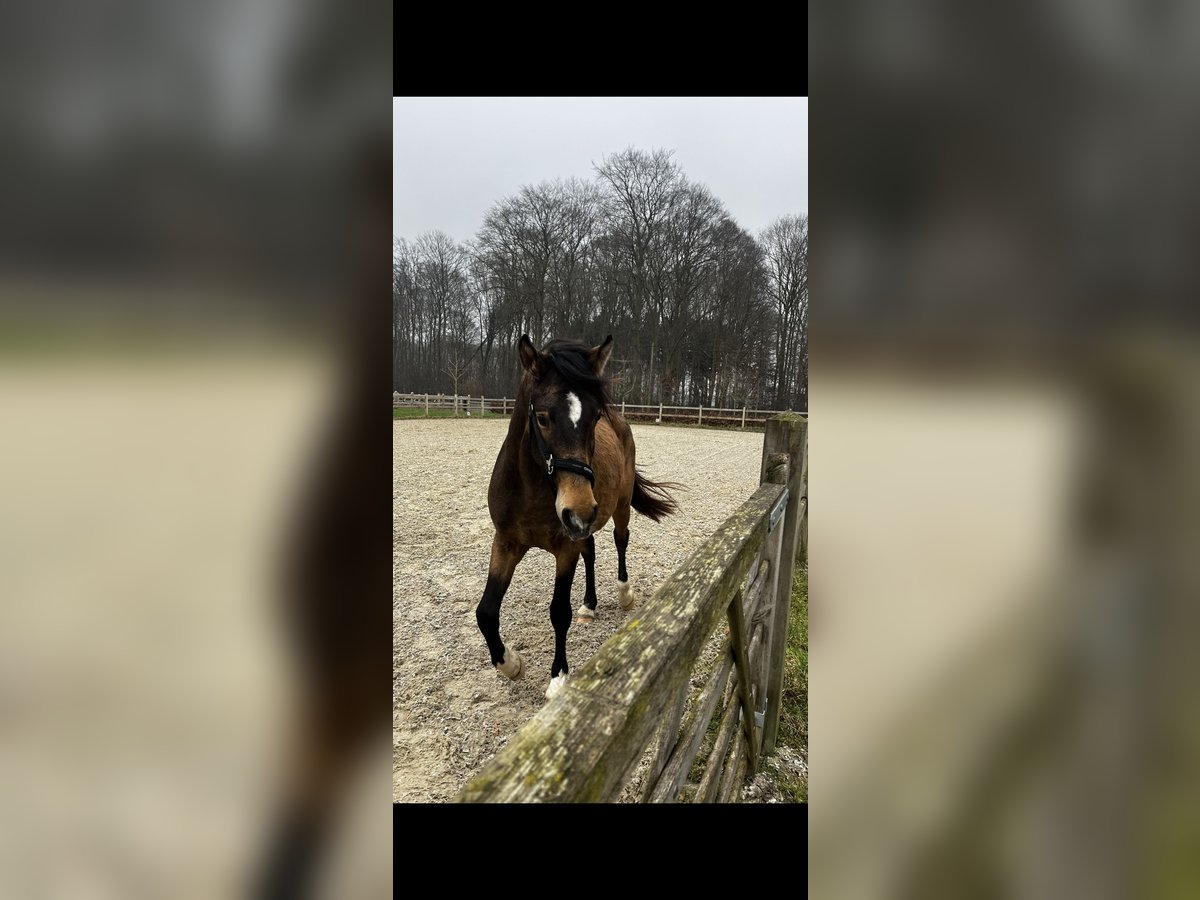 Welsh PB (Partbred) Gelding 3 years 14,1 hh Dun in Kleve