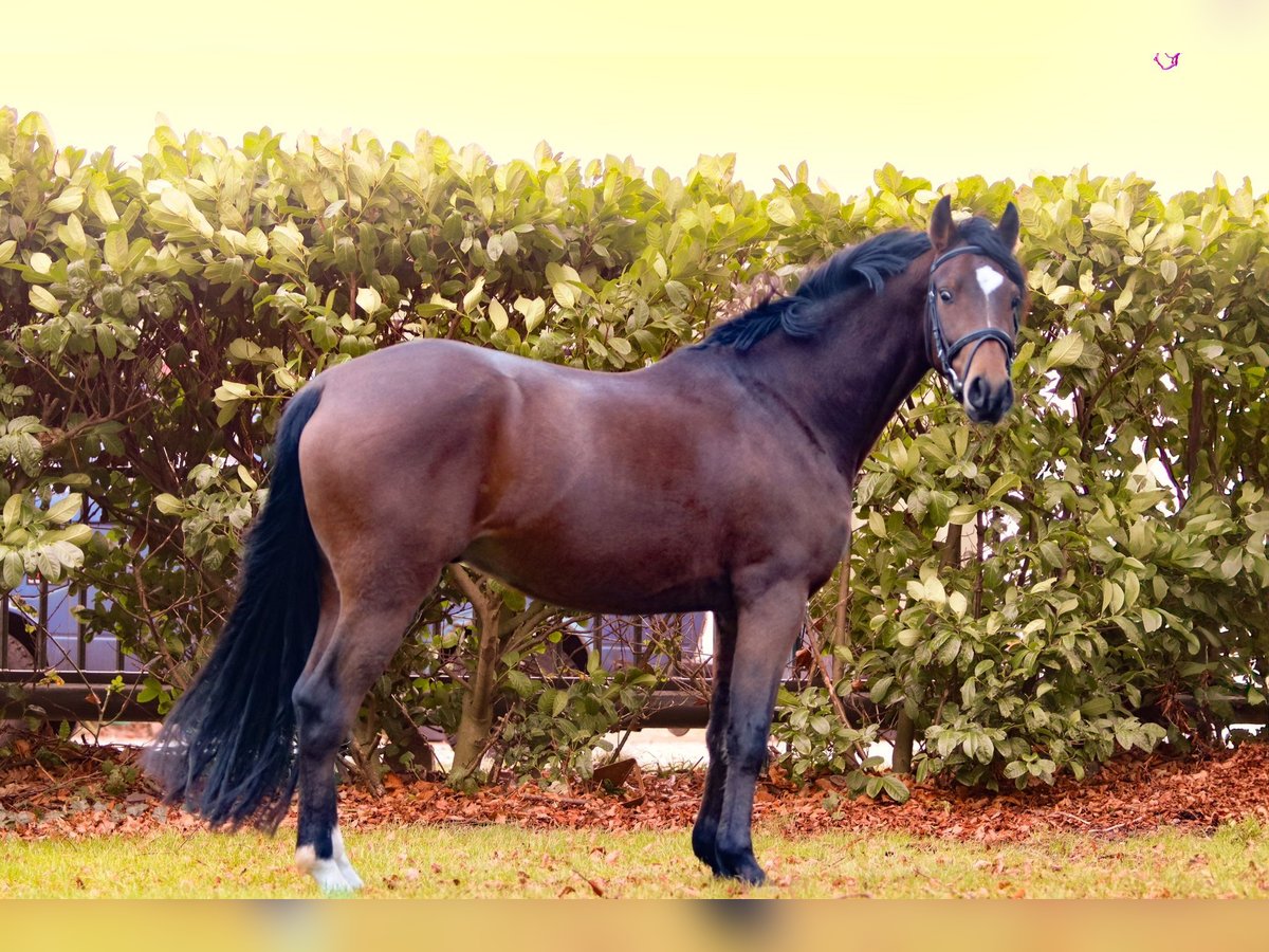 Welsh PB (Partbred) Gelding 4 years 14,2 hh Bay-Dark in Oostwold