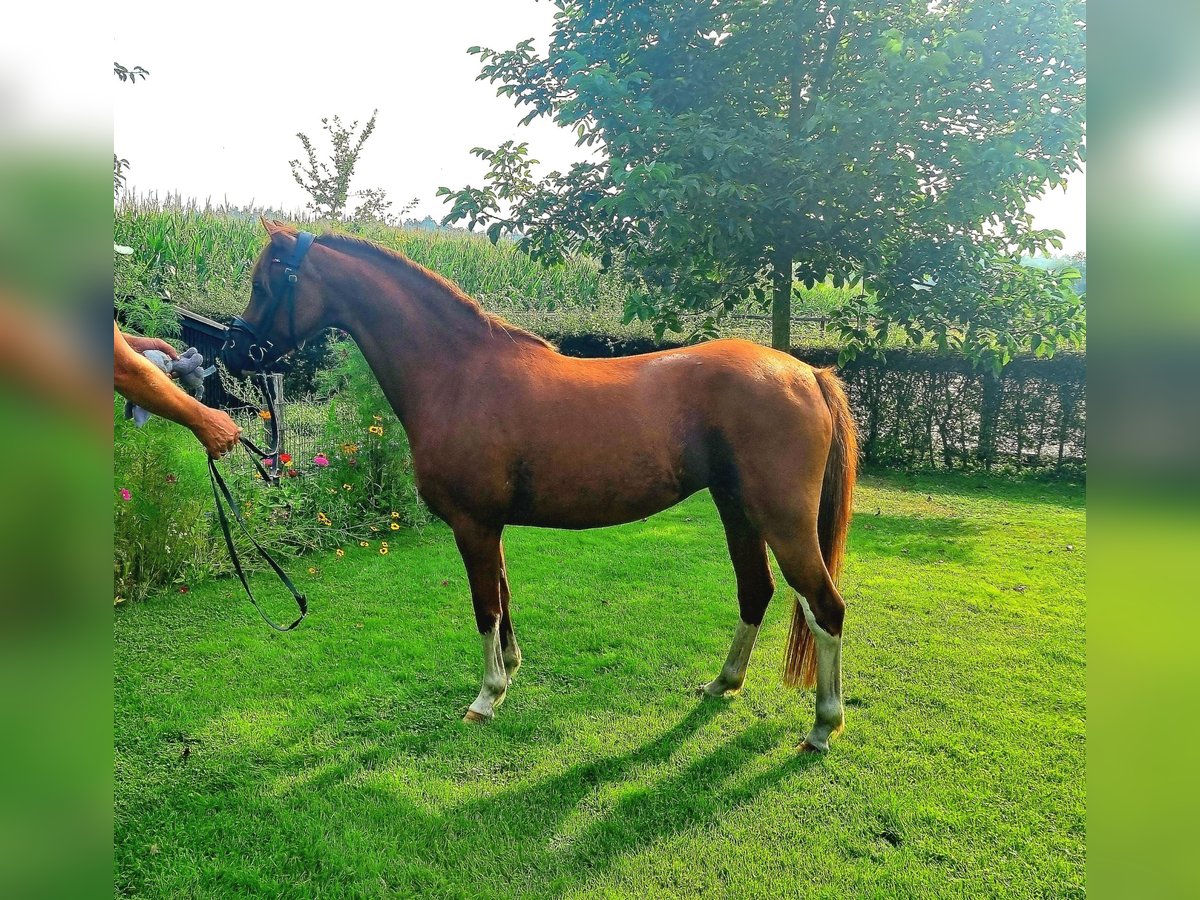 Welsh PB (Partbred) Gelding 5 years 13 hh Chestnut-Red in Holten