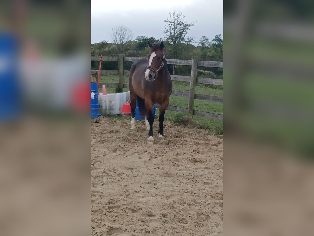 Welsh PB (Partbred) Gelding 6 years 13,3 hh Brown in ARMENTIERES EN BRIE