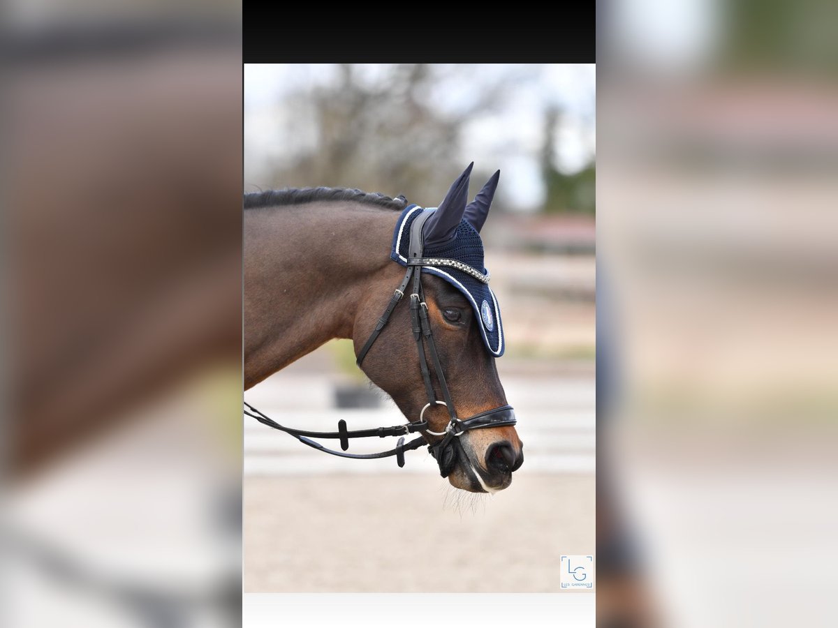 Welsh PB (Partbred) Gelding 8 years 14,2 hh Brown in Roaix