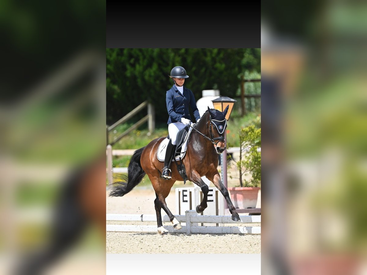 Welsh PB (Partbred) Gelding 8 years 14,2 hh Brown in Roaix