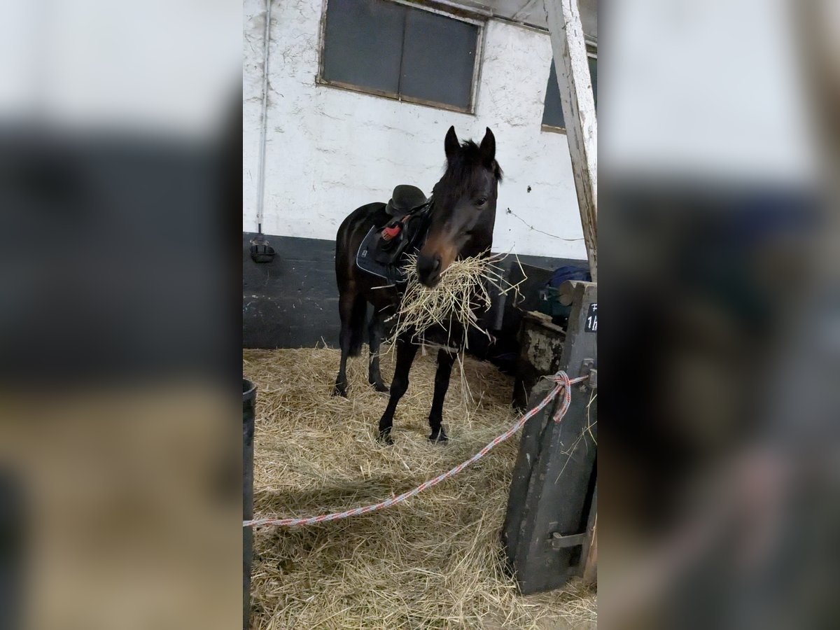 Welsh PB (Partbred) Gelding 9 years 13,3 hh Bay-Dark in Schkeuditz