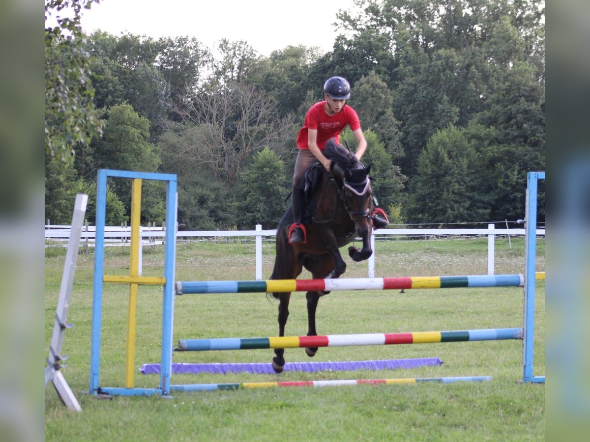 Welsh PB (Partbred) Gelding 9 years 13,3 hh Bay-Dark in Leipzig