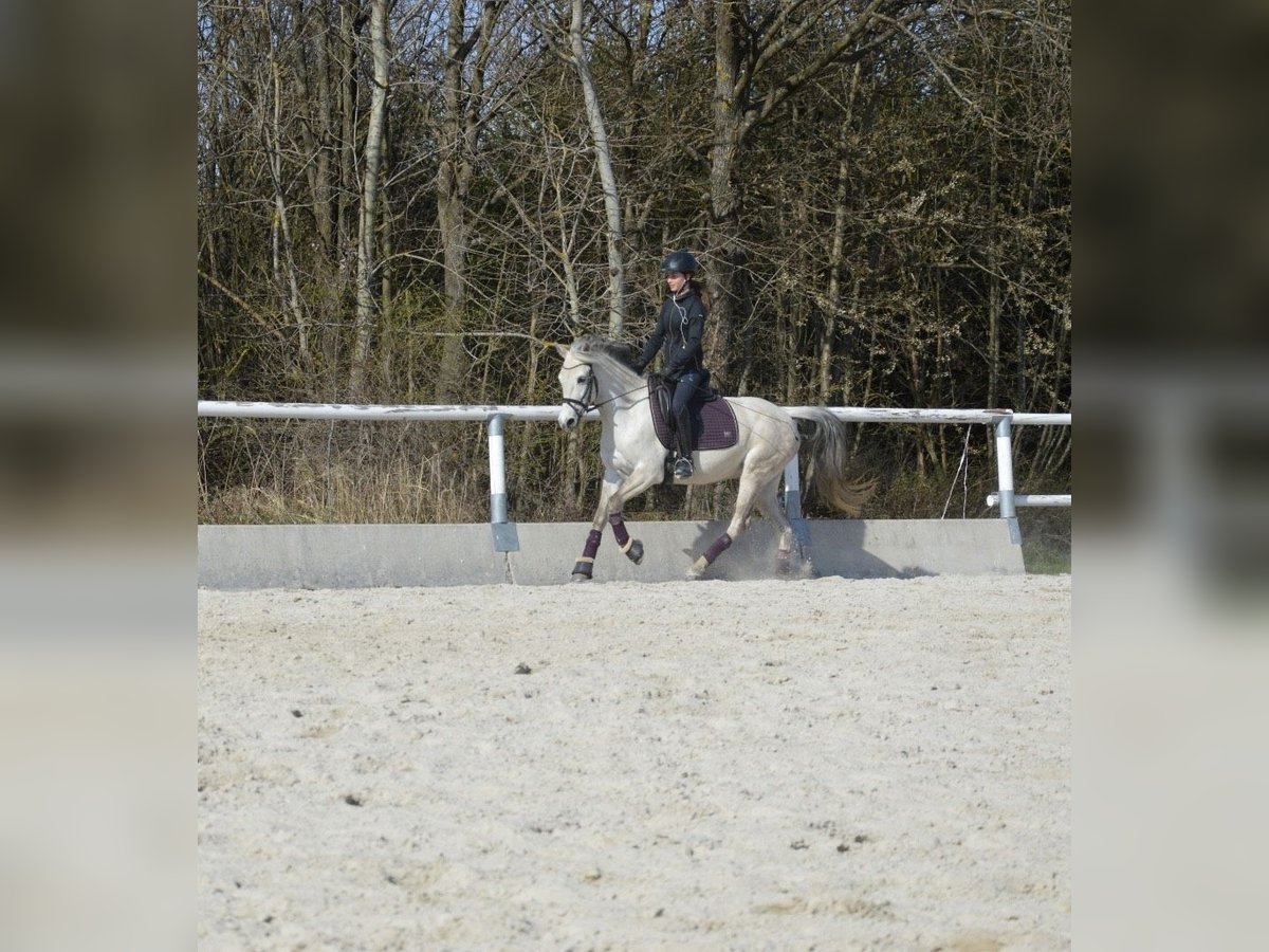 Welsh PB (Partbred) Mare 12 years 13,3 hh Gray in Heidenreichstein