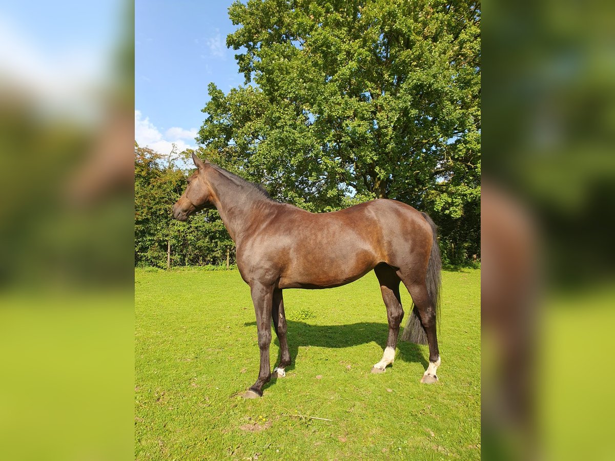 Welsh PB (Partbred) Mare 12 years 15,2 hh Brown in Kalkar