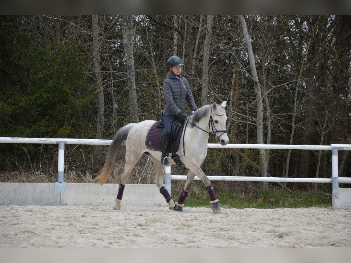 Welsh PB (Partbred) Mare 13 years 13,3 hh Gray in Heidenreichstein