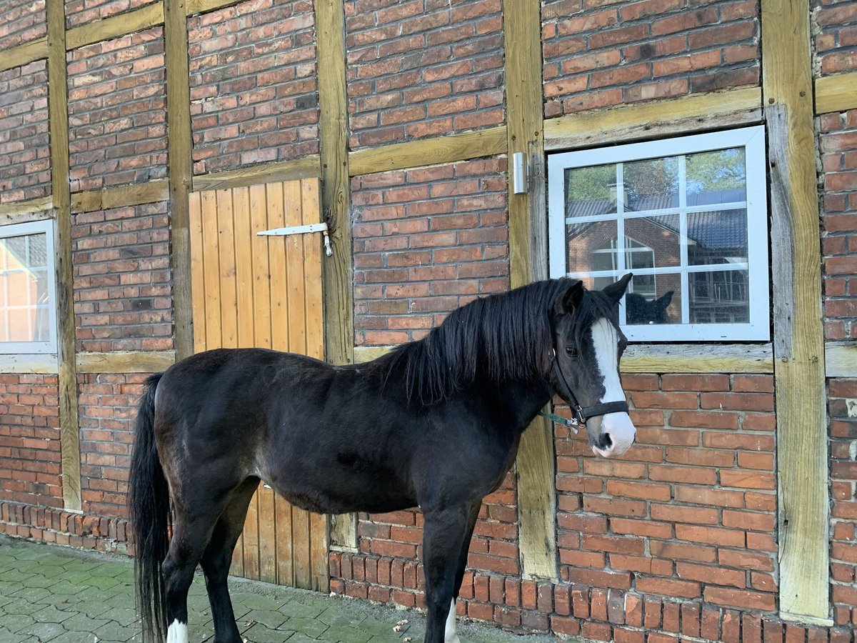 Welsh PB (Partbred) Mare 13 years 14,1 hh Brown in Sassenberg