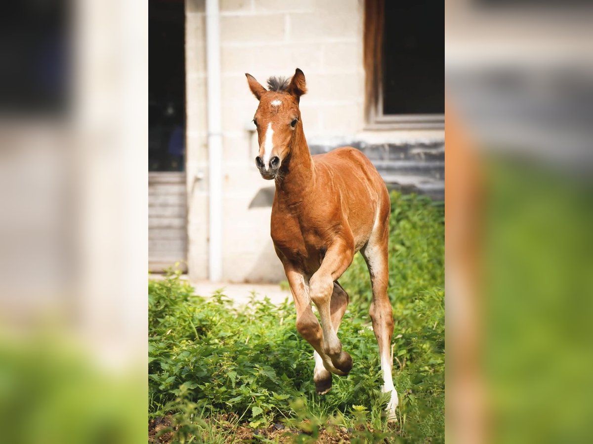 Welsh PB (Partbred) Mare 1 year Brown in Lillers