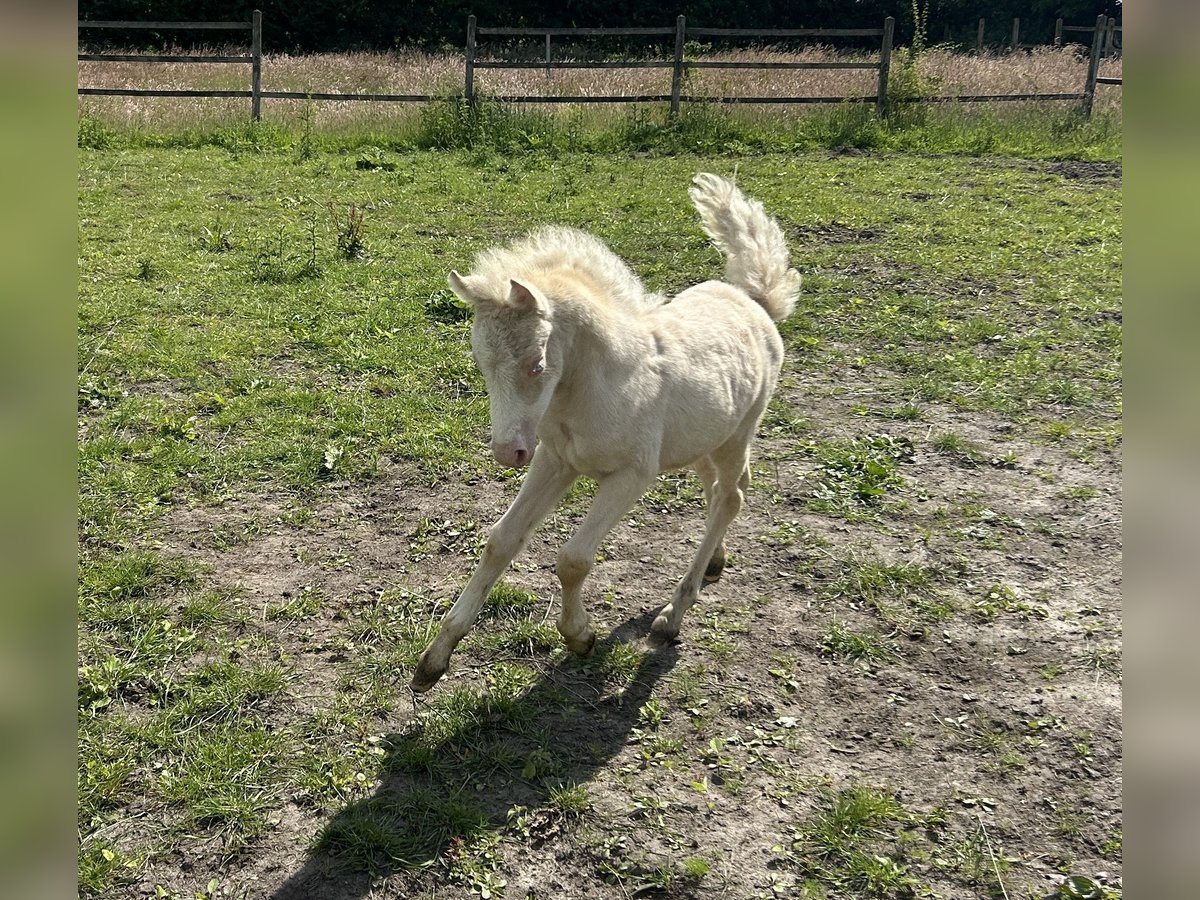 Welsh PB (Partbred) Mare 1 year Cremello in up