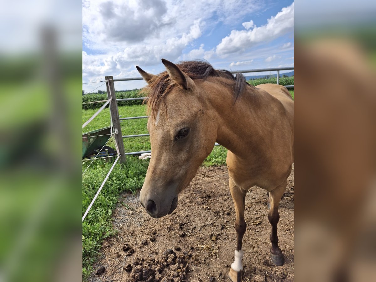 Welsh PB (Partbred) Mare 2 years 12,1 hh Buckskin in Ranshofen