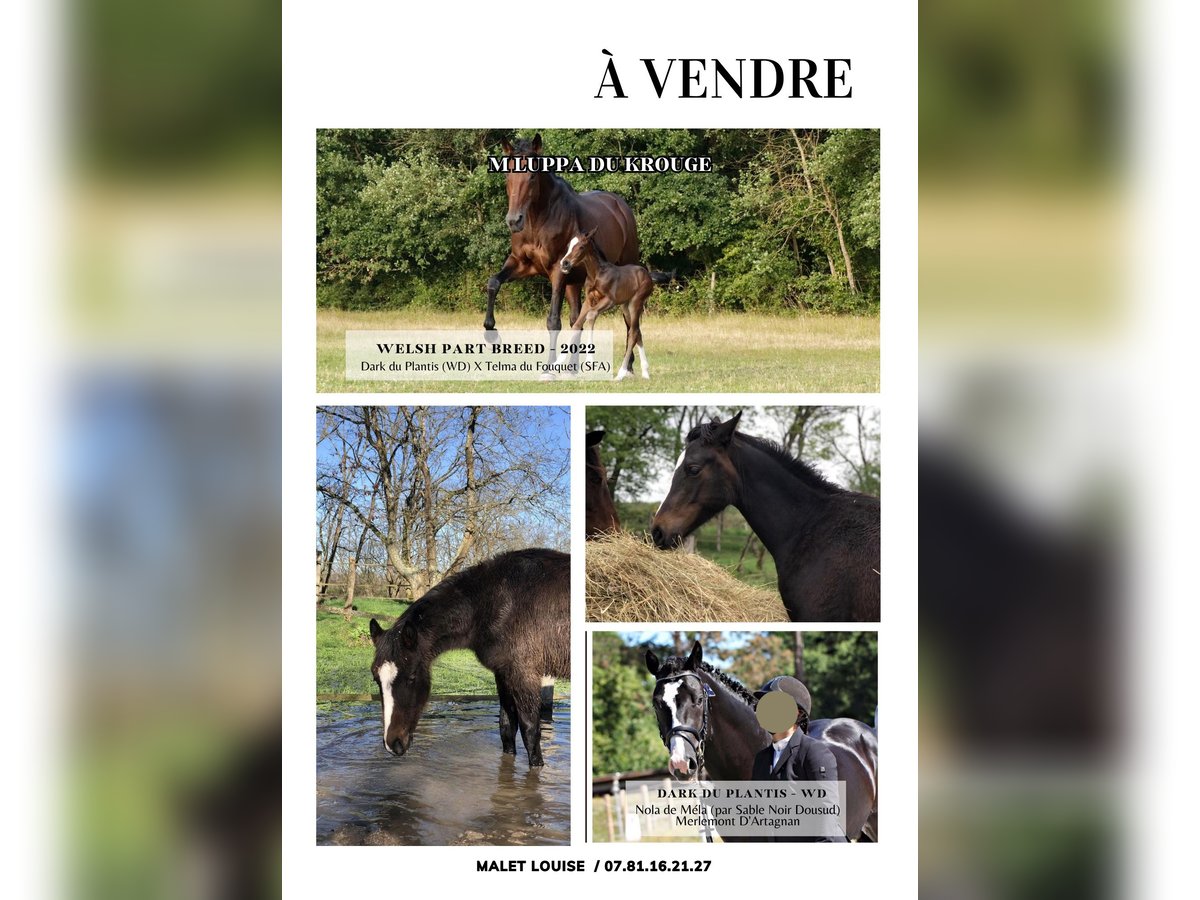 Welsh PB (Partbred) Mare 2 years 14,2 hh Smoky-Black in Saint-Martin-d&#39;Abbat