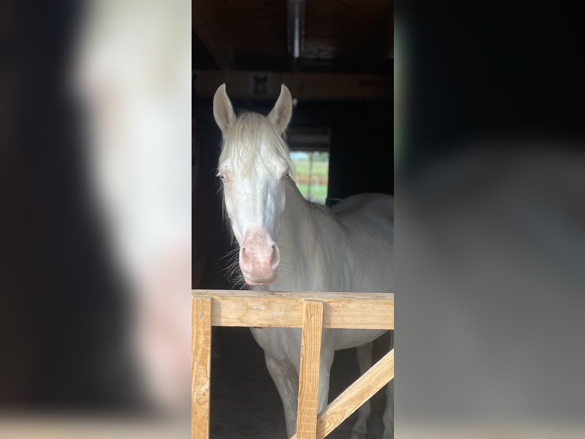 Welsh PB (Partbred) Mare 3 years 14,1 hh Cremello in Vreden