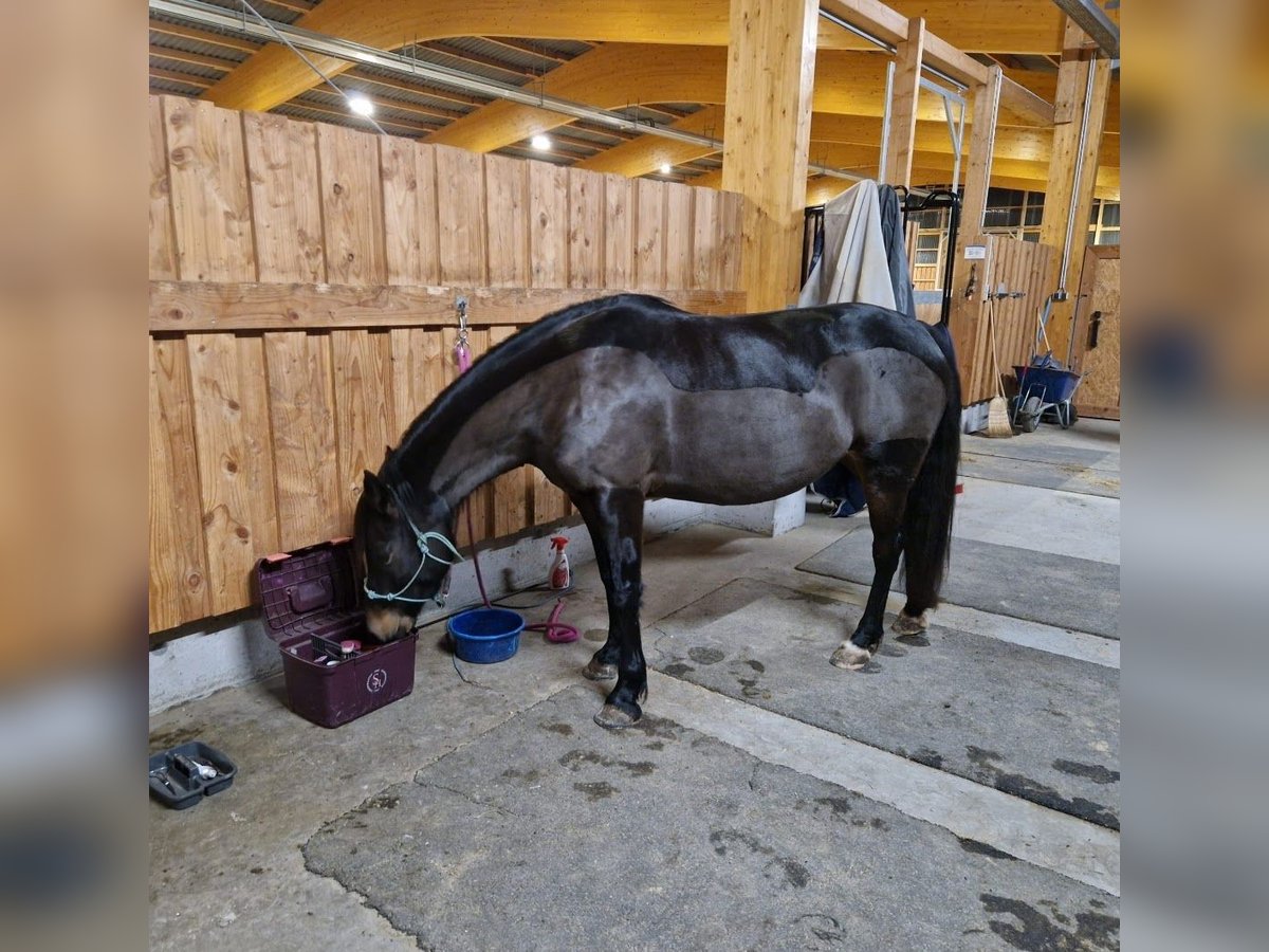 Welsh PB (Partbred) Mare 7 years 14,2 hh Bay-Dark in Basel