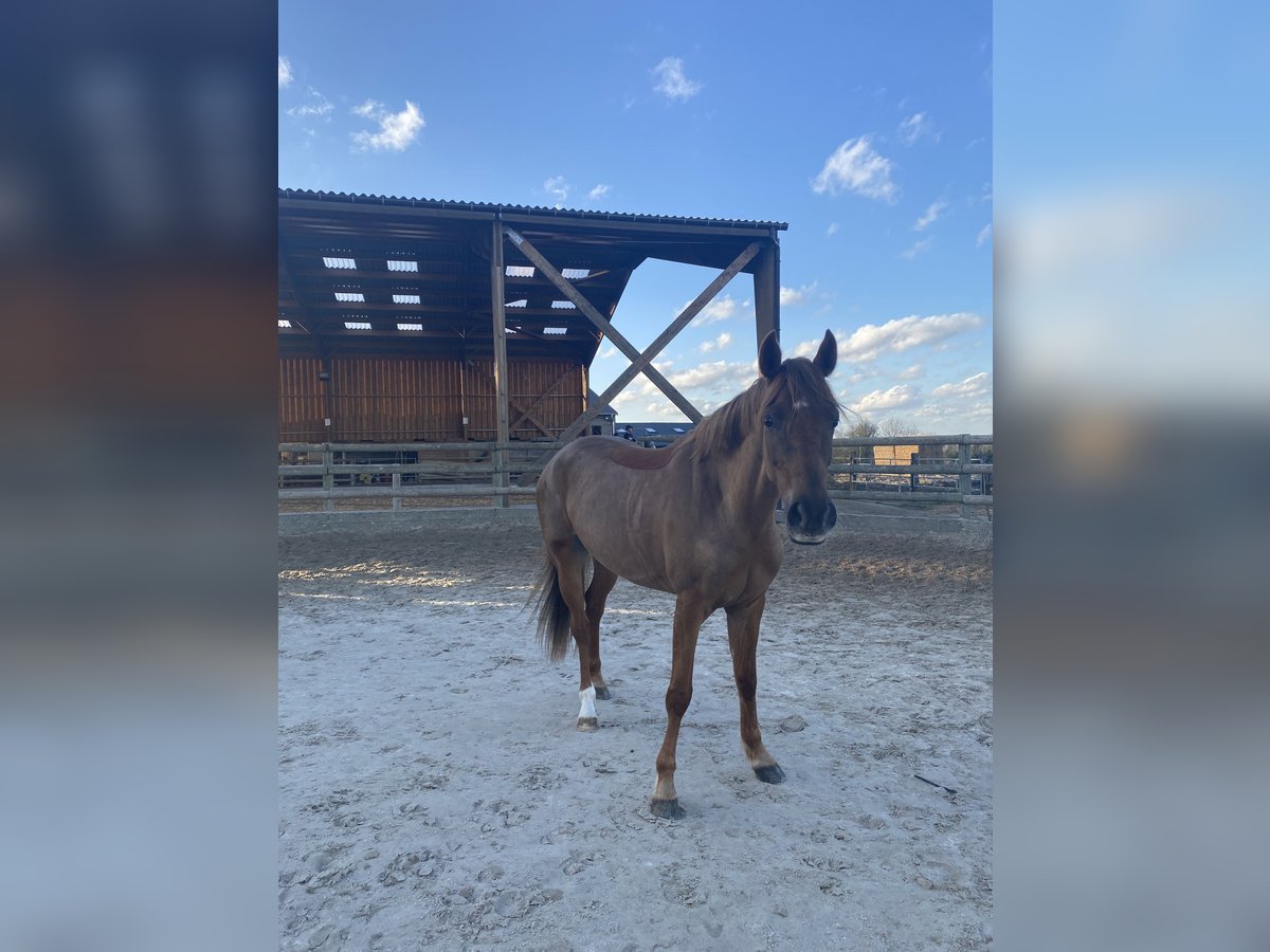 Welsh PB (Partbred) Mare 7 years 15,1 hh Chestnut in Saint clair sur epte