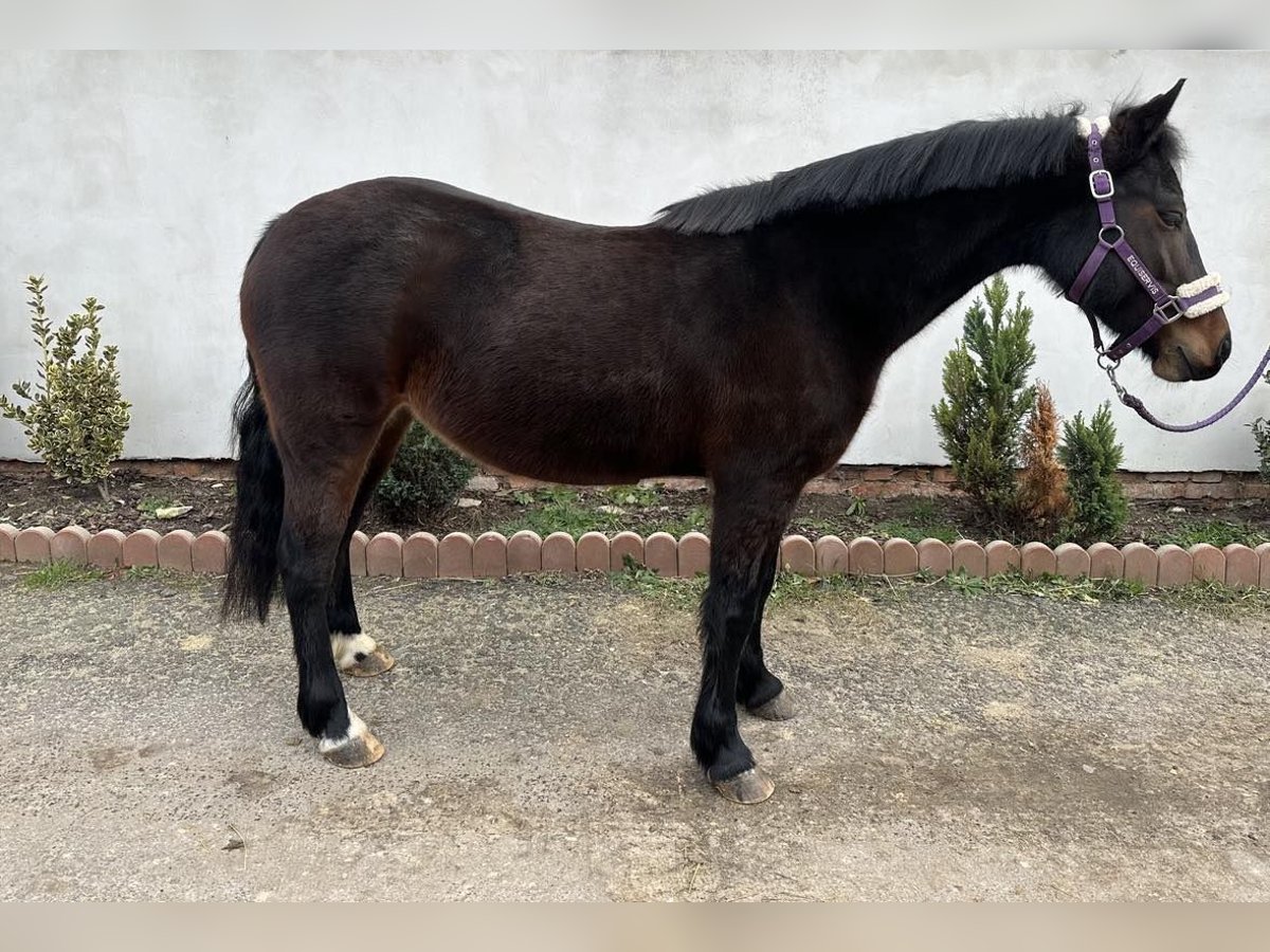 Welsh PB (Partbred) Mare 8 years 13,2 hh Brown in Horovice