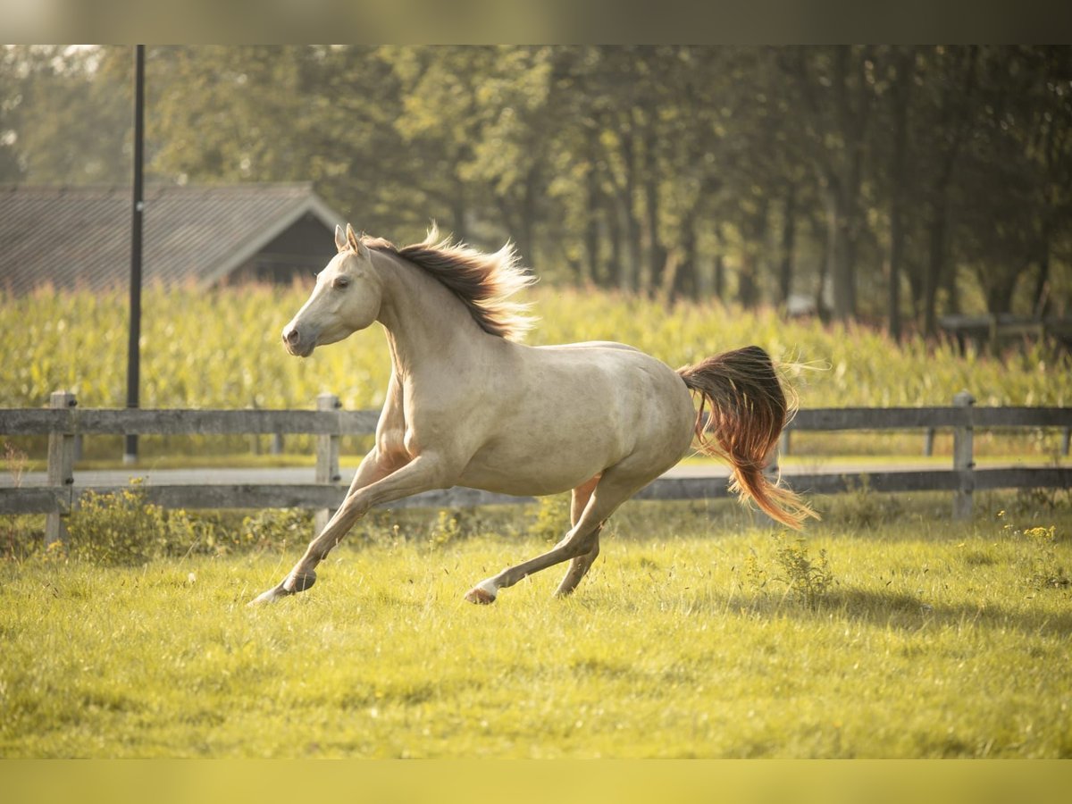 Welsh PB (Partbred) Mare 8 years 13,2 hh Champagne in Bitgum