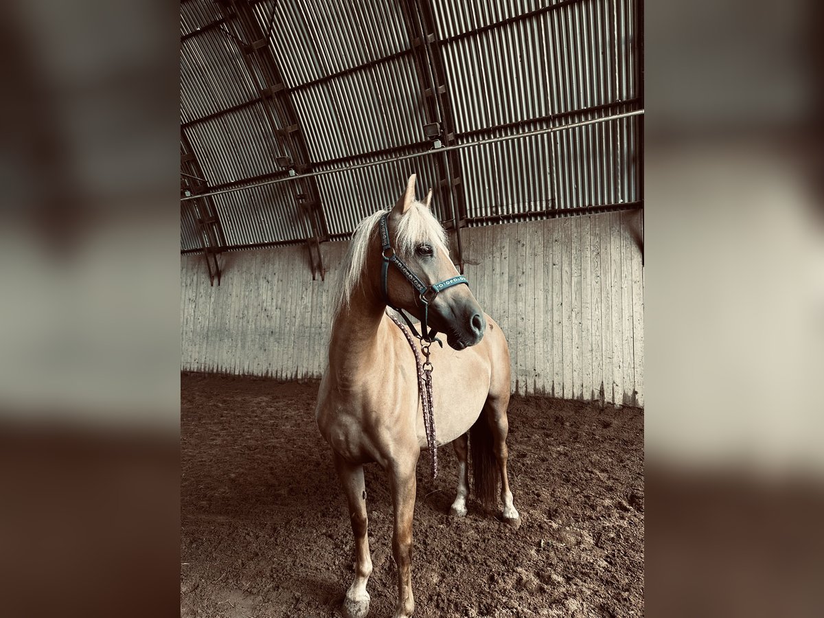 Welsh PB (Partbred) Mix Mare 8 years 13,2 hh Palomino in Bahretal Bahretal