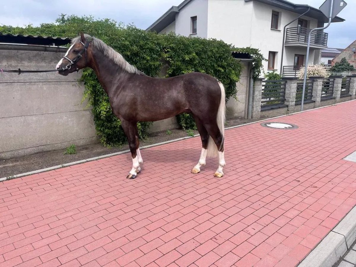 Welsh PB (Partbred) Stallion 5 years 13,1 hh in Niemarzyn