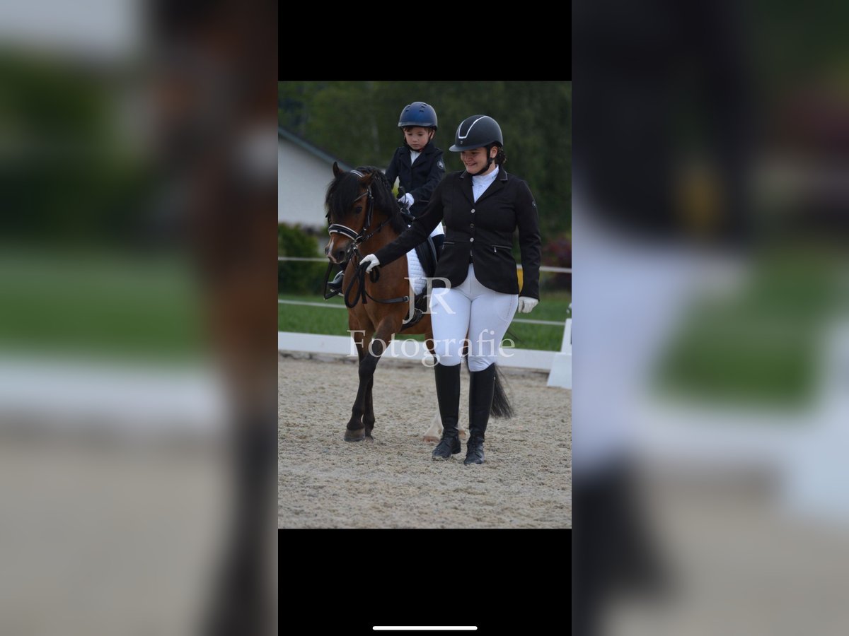 Welsh-PB Castrone 11 Anni 128 cm Baio in Wendling