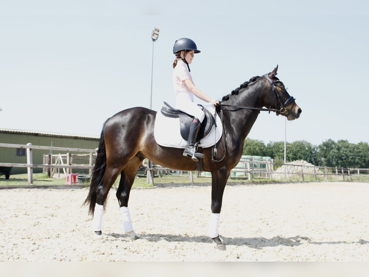 Welsh-PB Castrone 3 Anni 146 cm Baio scuro in Holten