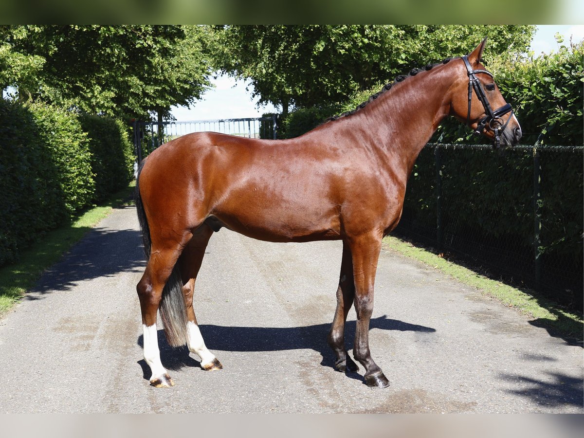 Welsh-PB Castrone 3 Anni 148 cm Baio in Oude-Tonge