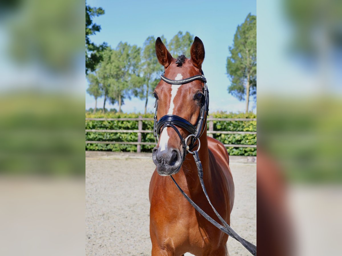 Welsh-PB Castrone 4 Anni 154 cm Baio in Oude-Tonge