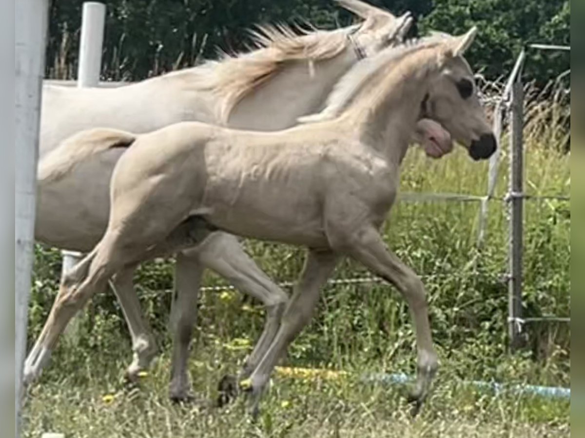 Welsh-PB Étalon 1 Année 146 cm Palomino in Kalmar