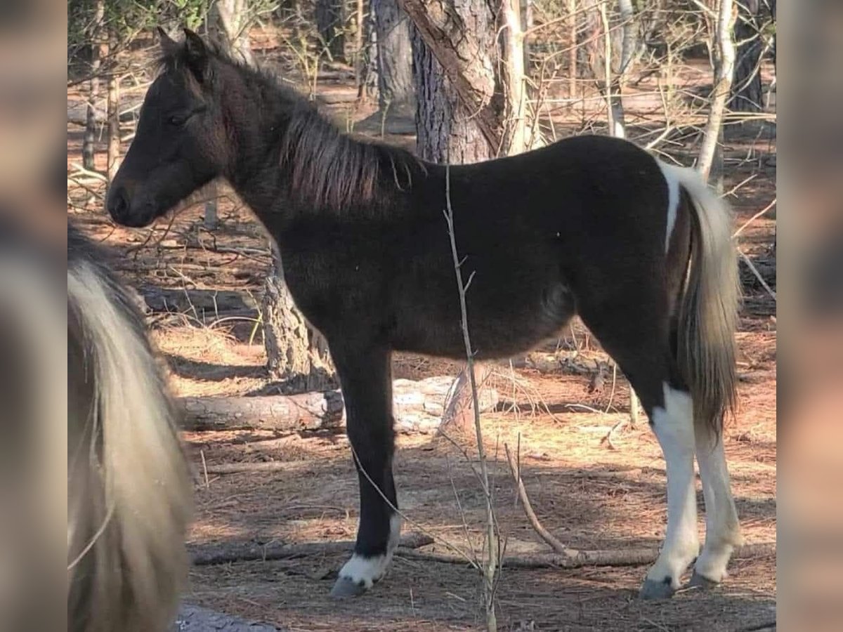 Welsh-PB Croisé Étalon 1 Année 89 cm Bai brun in Luverne