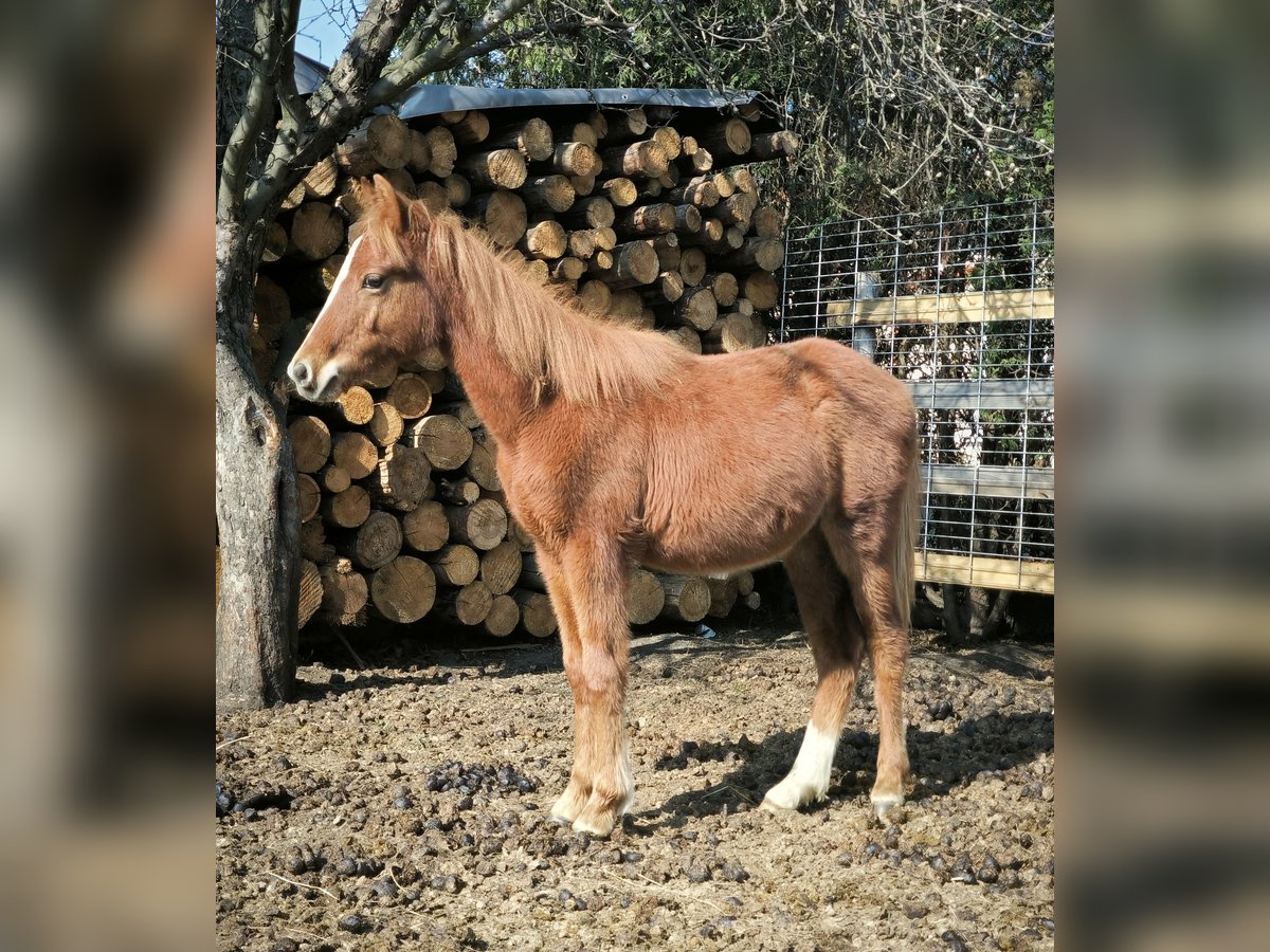 Welsh-PB Croisé Étalon 1 Année Alezan in Zawada