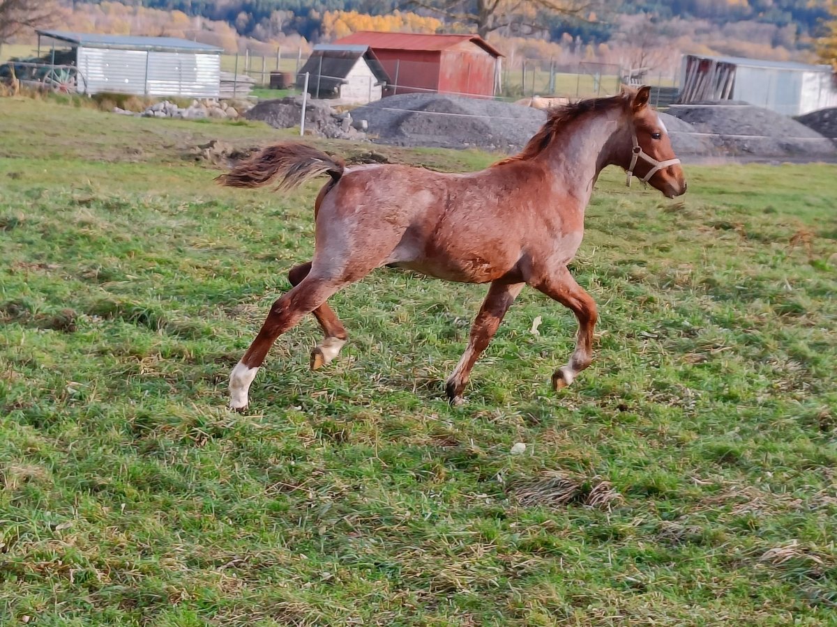 Welsh-PB Étalon 1 Année Rouan Rouge in Besednice