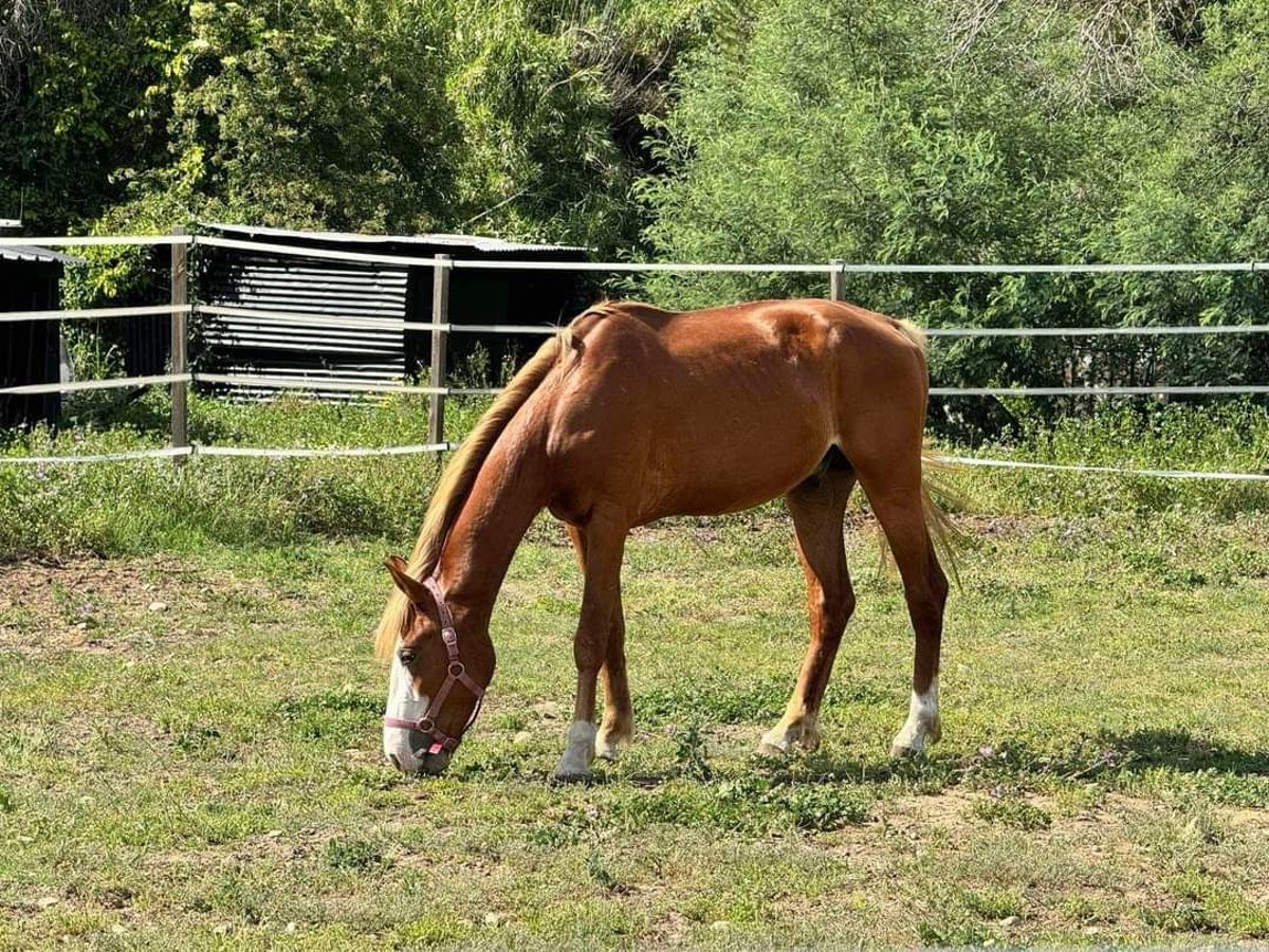 Welsh-PB Étalon 4 Ans 148 cm Alezan in Palau del vidre (66690)