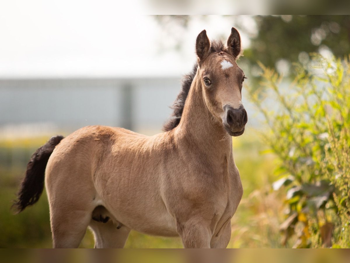 Welsh-PB Étalon Poulain (05/2024) 150 cm Buckskin in Bleiswijk