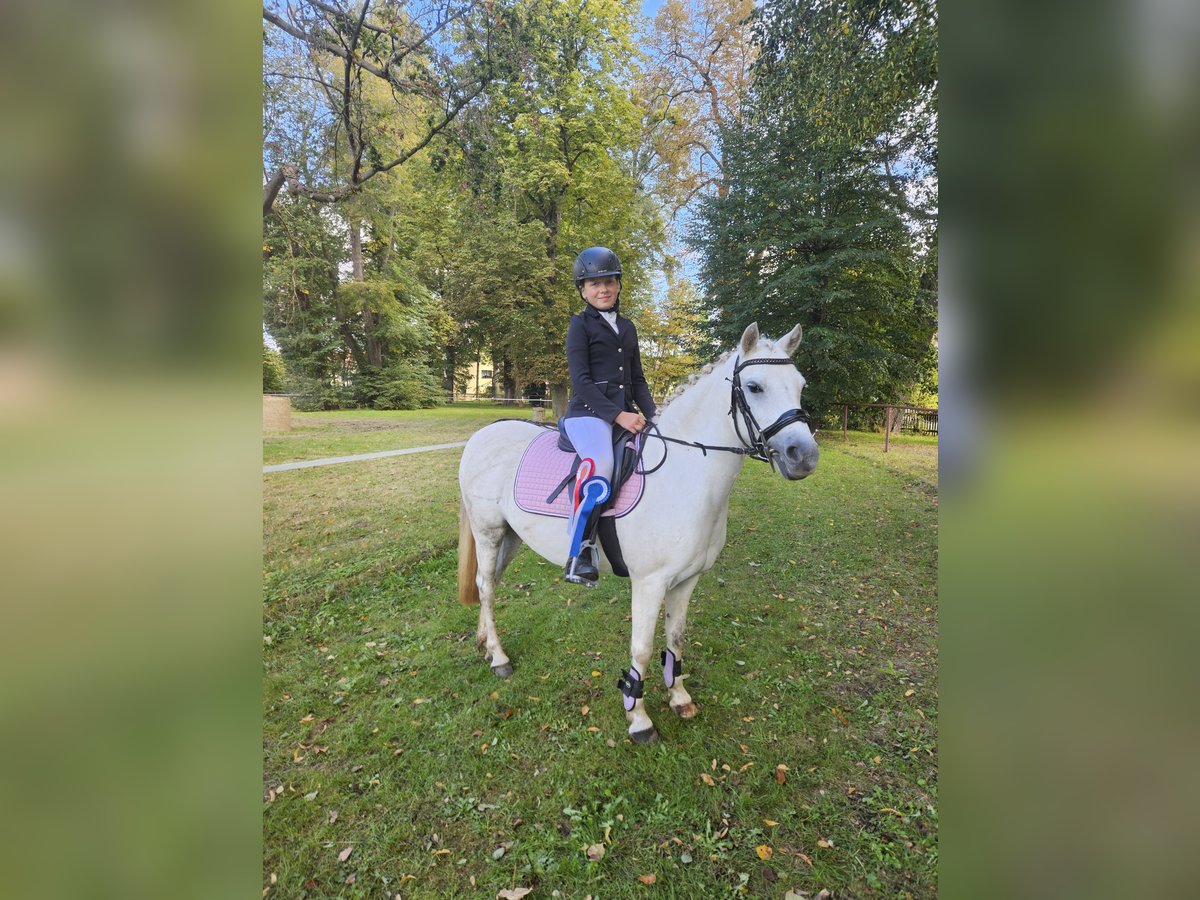 Welsh-PB Giumenta 11 Anni 127 cm Grigio in Gera