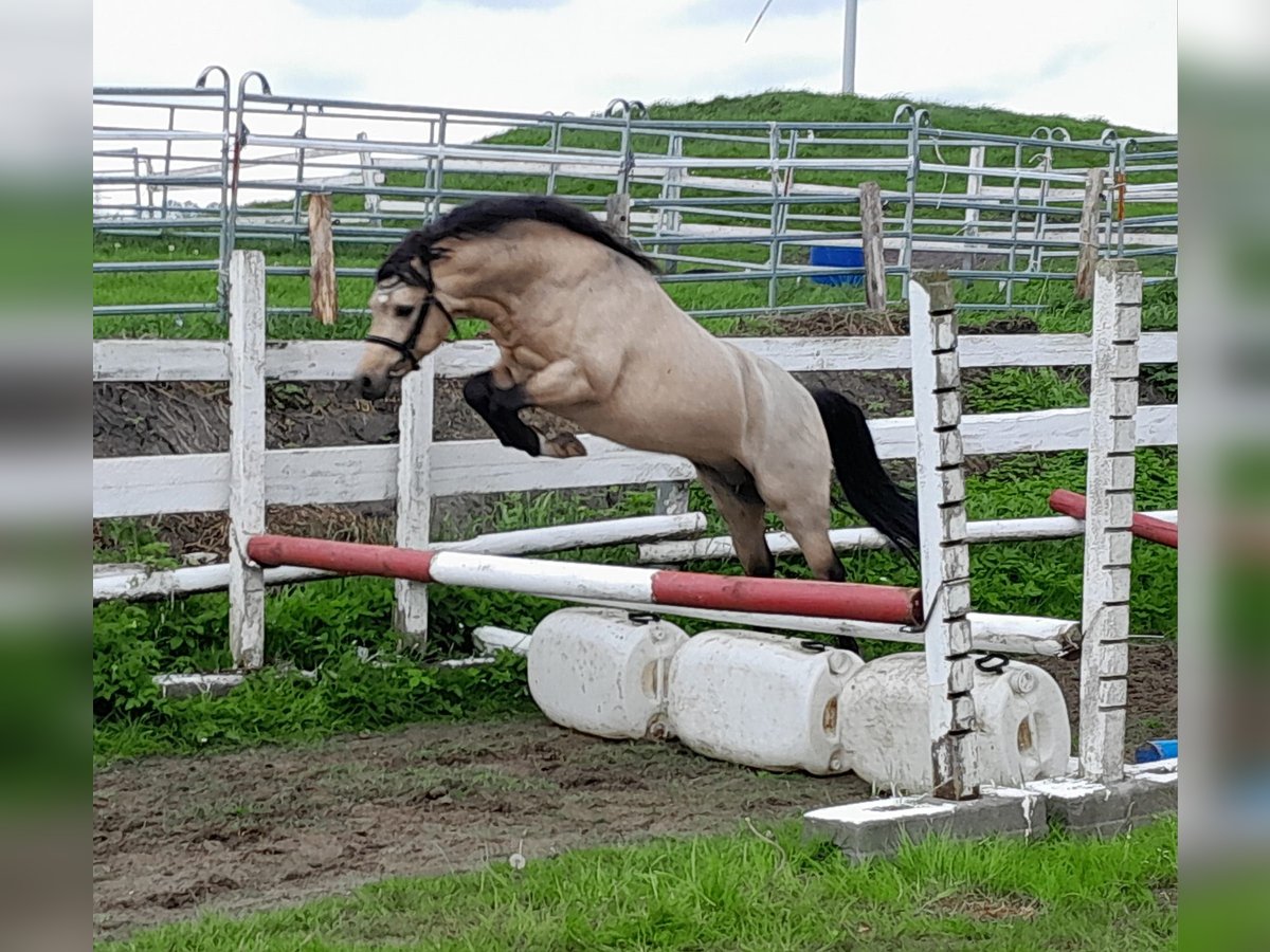 Welsh-PB Hengst 2 Jaar 127 cm Buckskin in Gudendorf