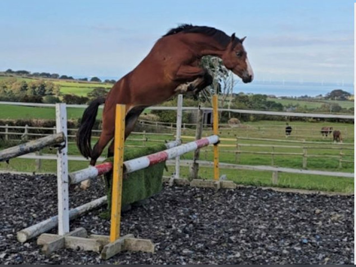 Welsh-PB Hengst 2 Jaar Roodbruin in holywell